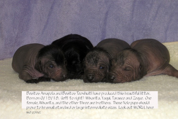 amapolafour.june18.72